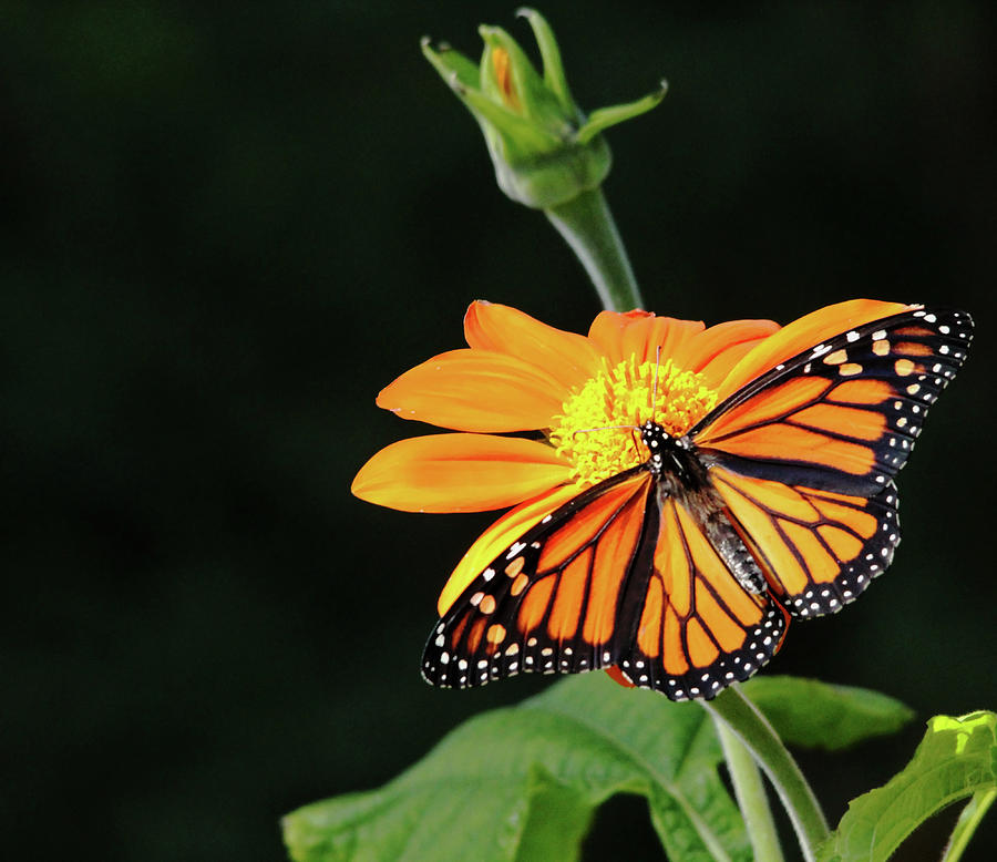 Monarch Butterfly On Mexican Sunflower Photograph