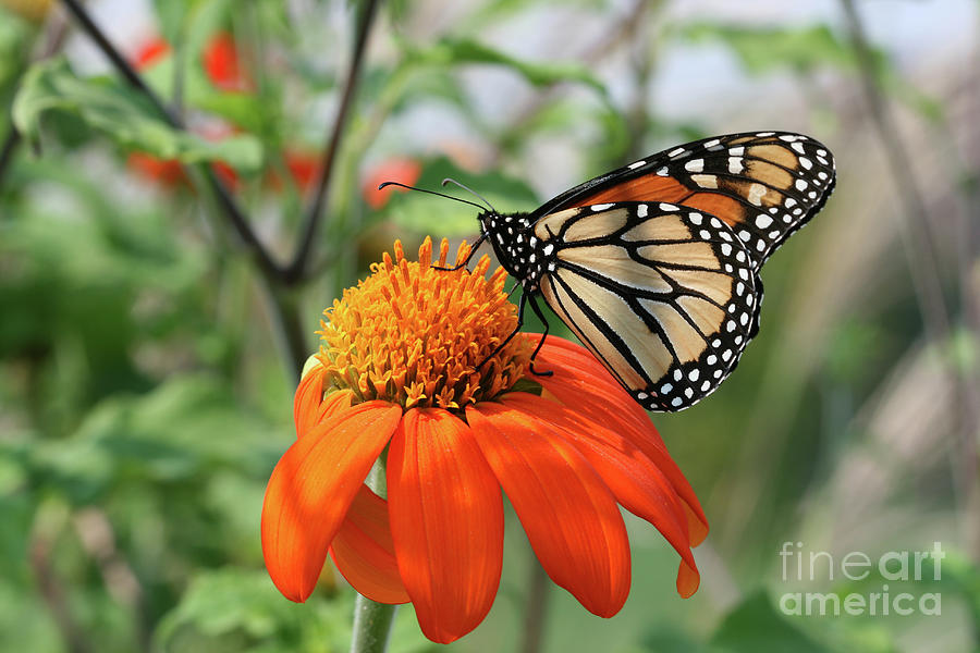 Monarch Butterfly On Mexican Sunflower Photograph by Judy Whitton