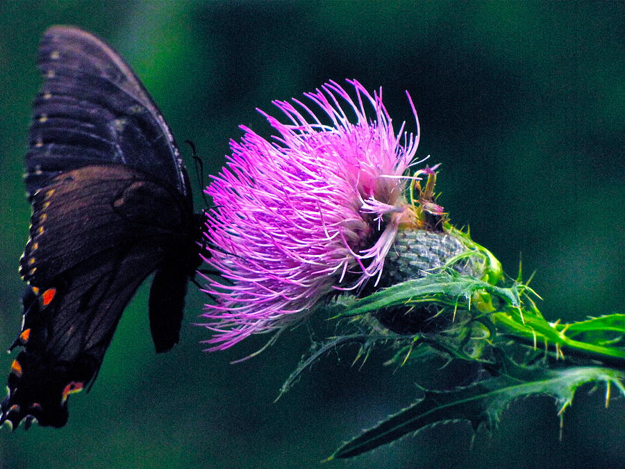 Monarch Butterfly on Milk Thistle Photograph by Lori Miller