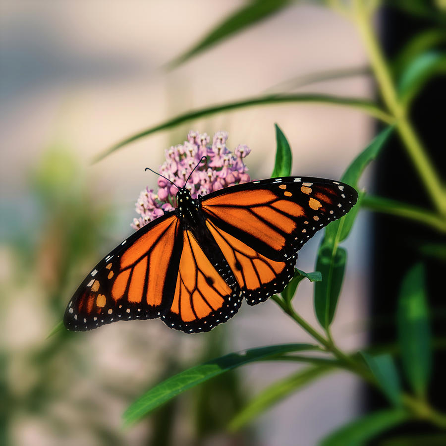 Monarch Butterfly on Milkweed-7R2_DSC2140_08242017  Photograph by Greg Kluempers
