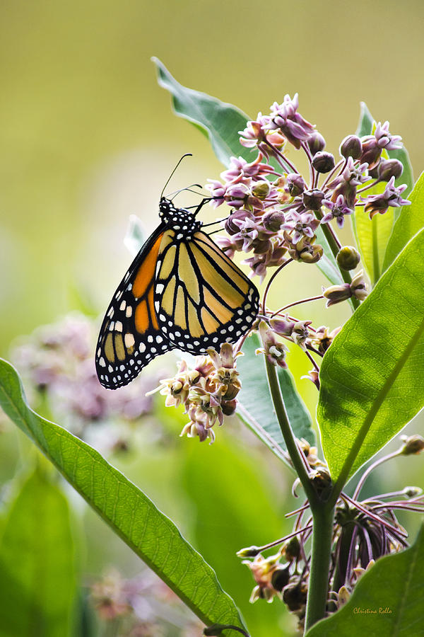 Monarch Butterfly On Milkweed Photograph By Christina Rollo