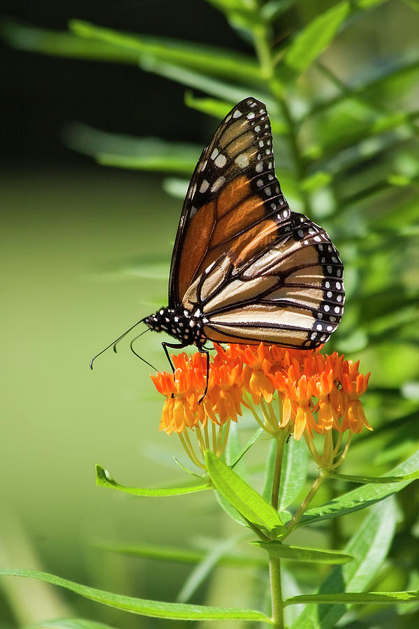 Monarch Butterfly On Milkweed Photograph