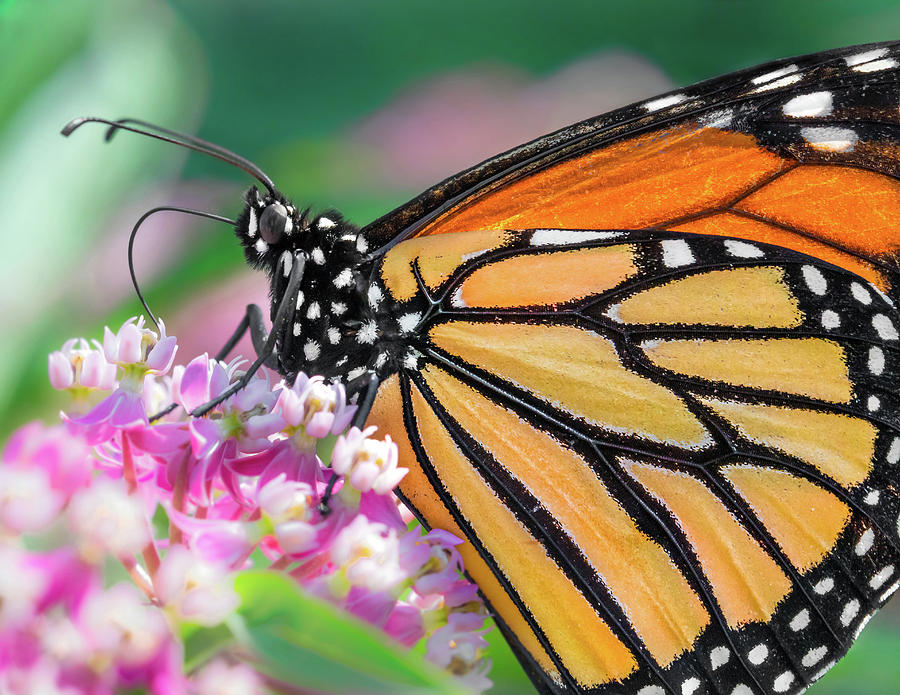 Monarch Butterfly on Milkweed Photograph by Jim Hughes