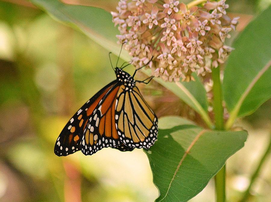 Monarch Butterfly on Milkweed Photograph by Judy Genovese