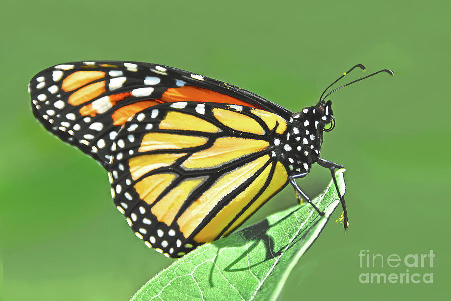 Monarch Butterfly on Milkweed Leaf Photograph by Regina Geoghan - Fine ...