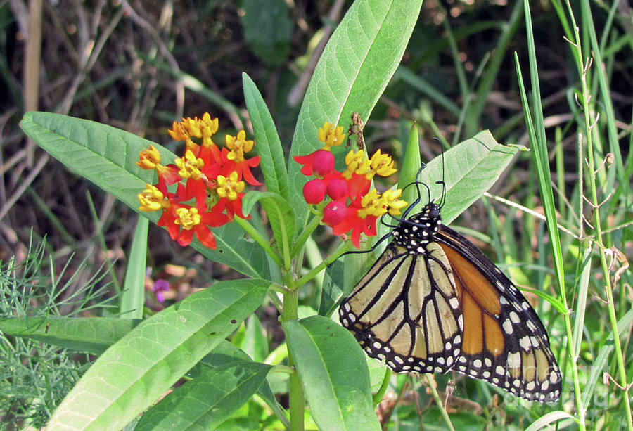 Monarch Butterfly On Milkweed Photograph By Richard Nickson