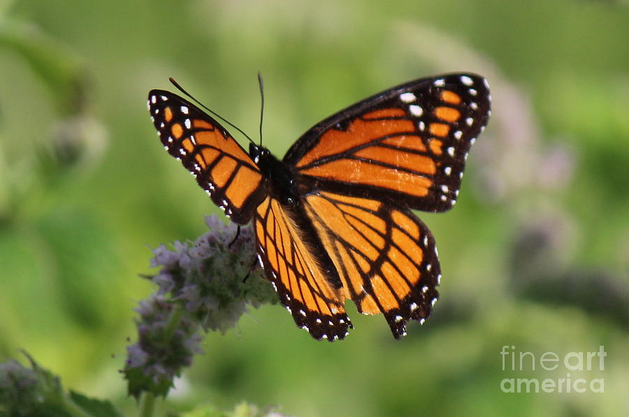 Monarch Butterfly On Mint Blossoms Photograph By Colleen Snow