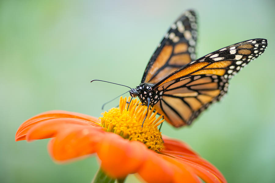 Monarch Butterfly on Orange Zinnia Photograph by Oscar Gutierrez
