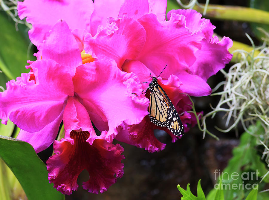Monarch Butterfly On Orchids Photograph