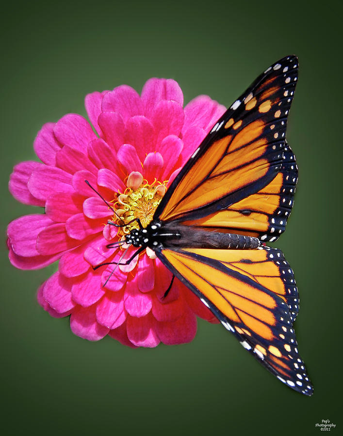 Monarch Butterfly on Pink Flower Photograph by Peg Runyan
