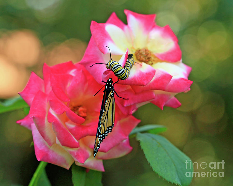 Monarch Butterfly on Pink Roses and Caterpillar Photograph by Luana K Perez