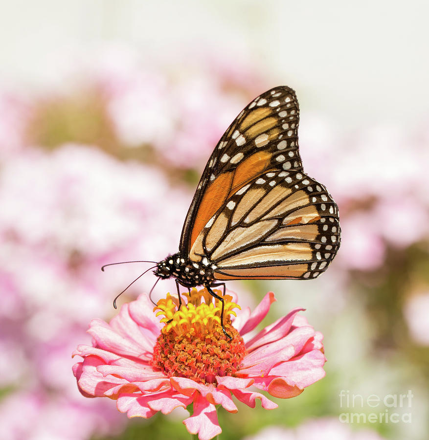 Monarch butterfly on Pink Photograph by Sari ONeal