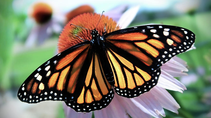 Monarch Butterfly on Purple Coneflower Photograph by Stamp City - Pixels