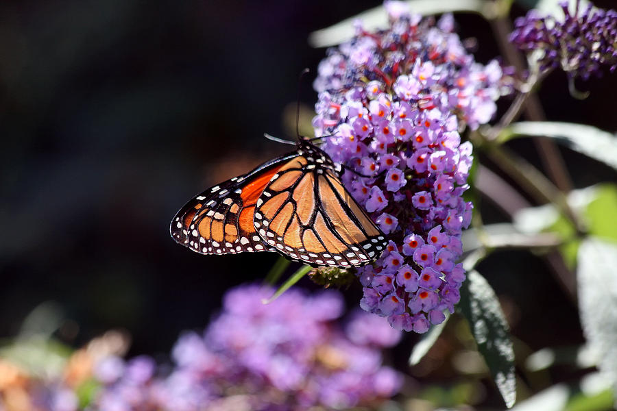 Monarch Butterfly on Purple Emperor Photograph by Richard Gregurich