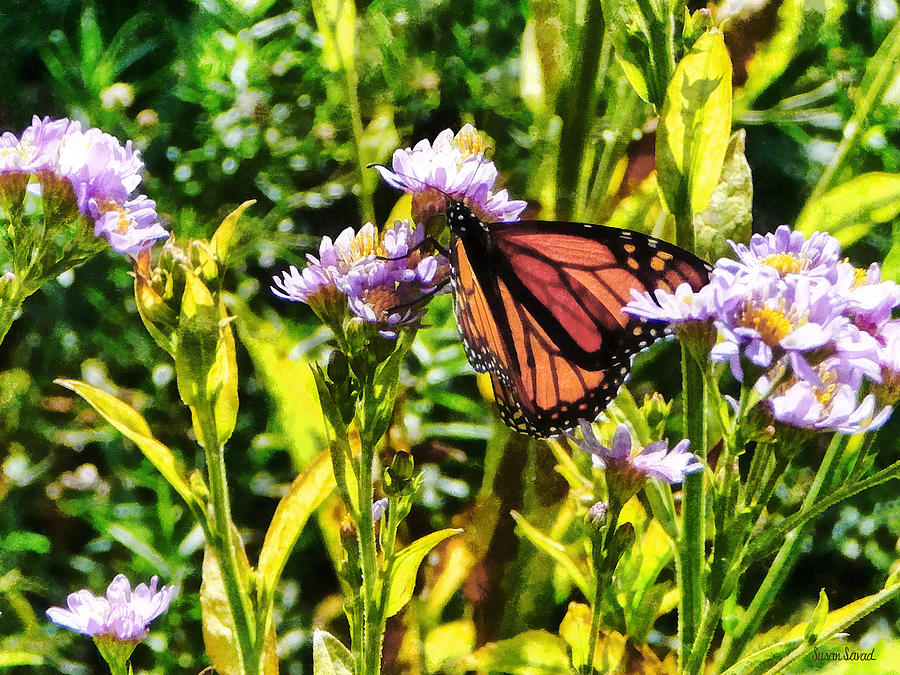 Monarch Butterfly on Purple Wildflower Photograph by Susan Savad