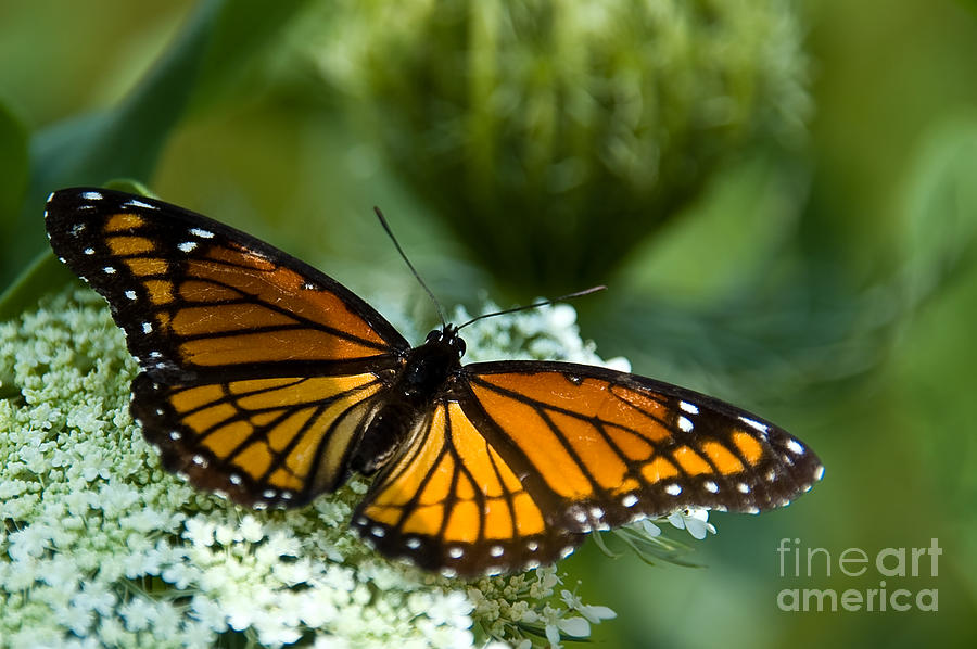 Queen Photograph - Monarch Butterfly on Queen Annes Lace Flowers by Paul Velgos