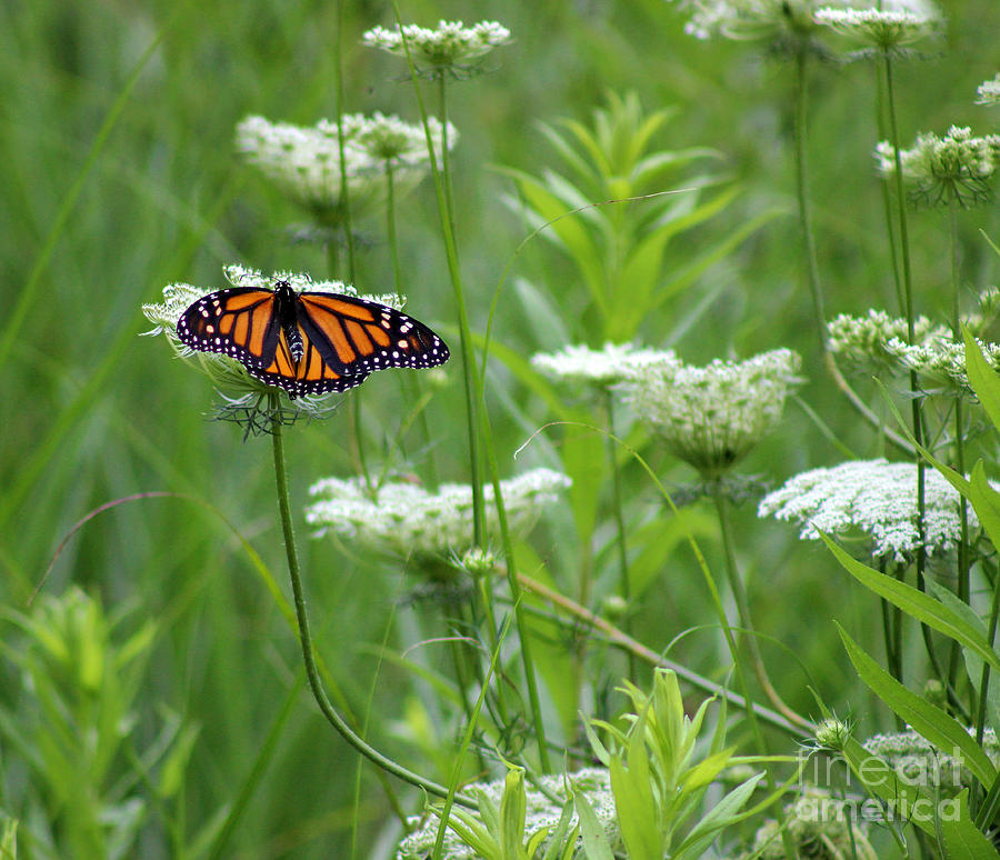 Butterfly Photograph - Monarch Butterfly on Queen Annes Lace by Karen Adams