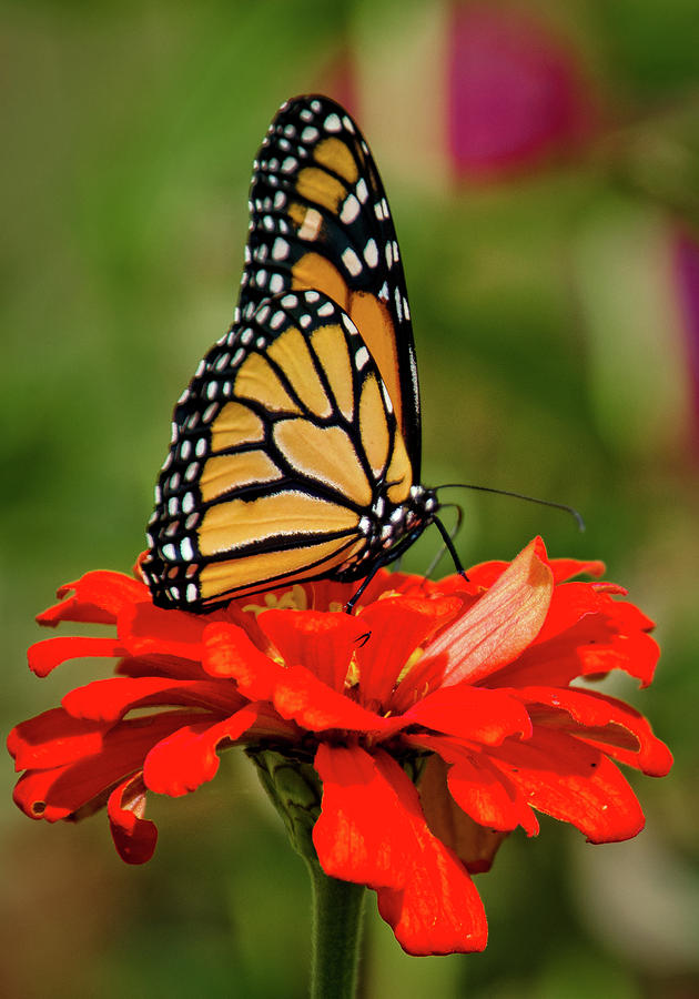 Monarch Butterfly on Red Aster, Gorman Heritage Farm, Cincinnati OH ...