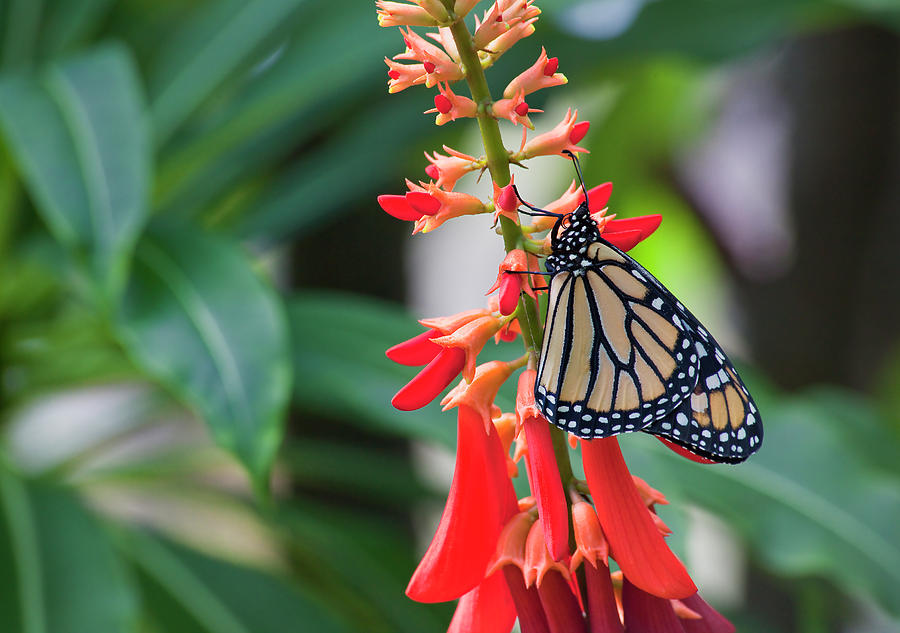 Monarch Butterfly on Red Flowers Photograph by Jill Lang