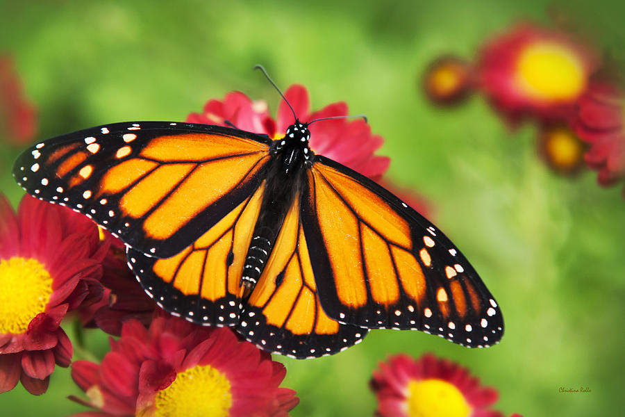 Butterfly Photograph - Monarch Butterfly on Red Mums by Christina Rollo