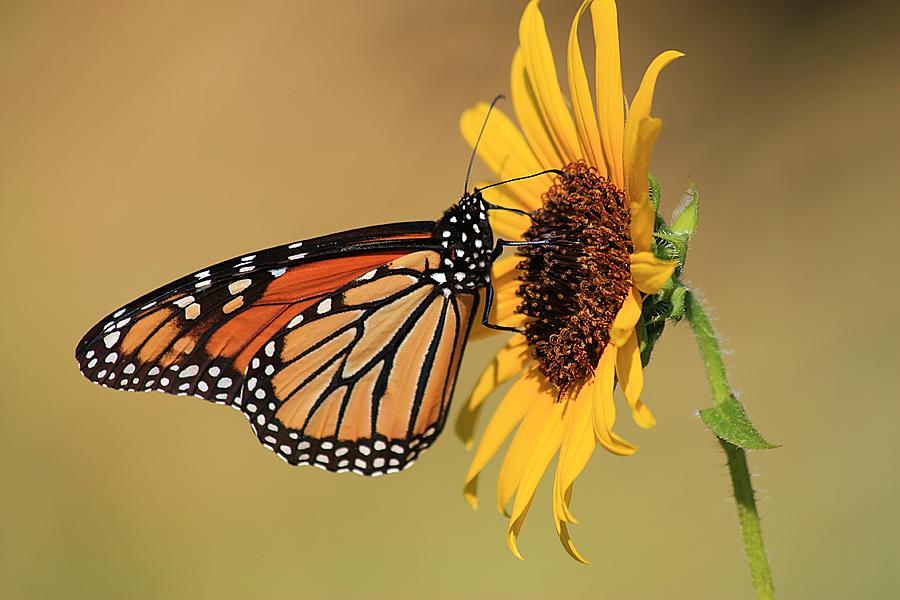 Monarch Butterfly on Sun Flower Photograph by Sheila Brown