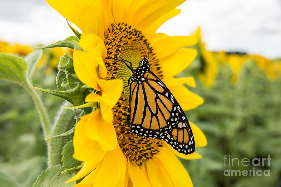 Monarch Butterfly On Sunflower Photograph