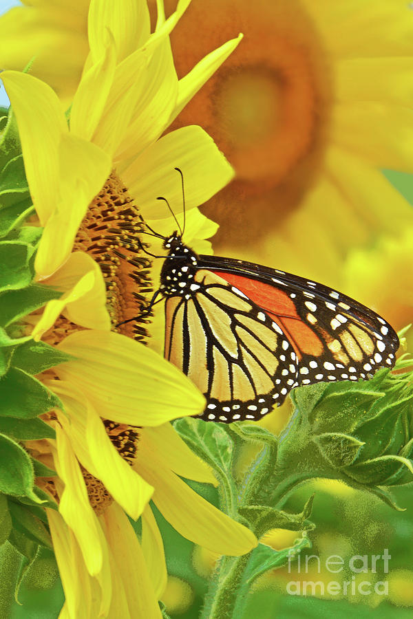 Summer Photograph - Monarch Butterfly on Sunflower by Regina Geoghan