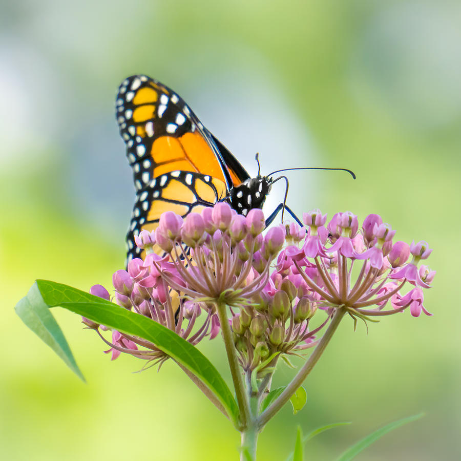 Butterfly Photograph - Monarch Butterfly on Swamp Milkweed by Jim Hughes
