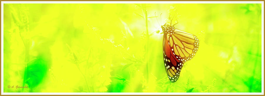 Monarch Butterfly on Sweet Clover Digital Art by A Macarthur Gurmankin
