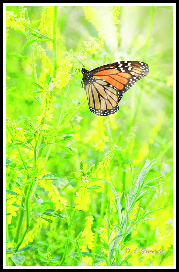 Monarch Butterfly on Sweet Yellow Clover Digital Art by A Macarthur Gurmankin