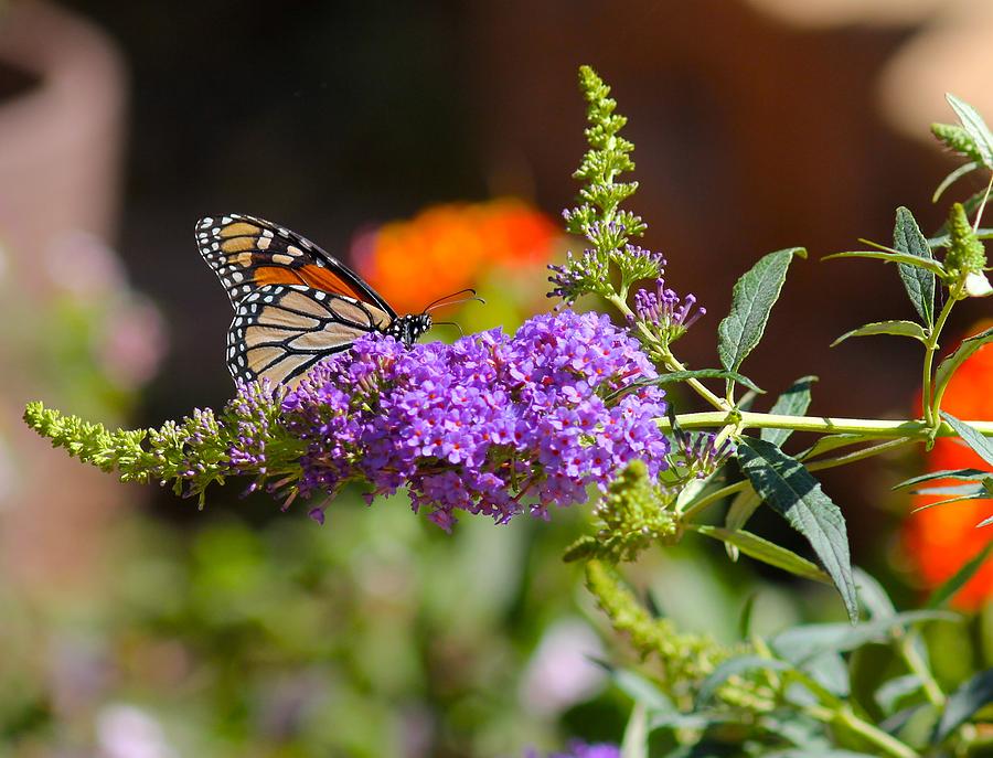 Monarch Butterfly on the Butterfly bush Photograph by Liz Vernand