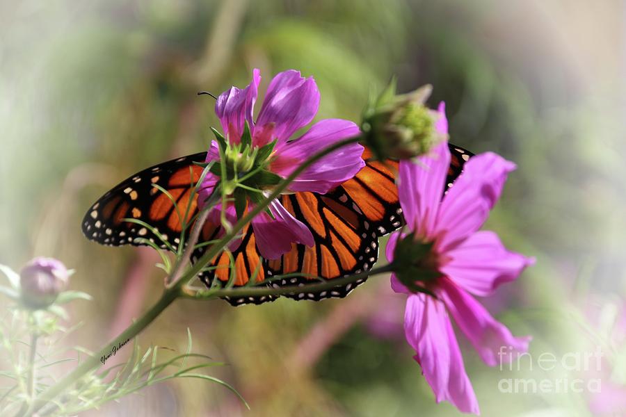 Monarch butterfly on the Pink Cosmos Photograph by Yumi Johnson