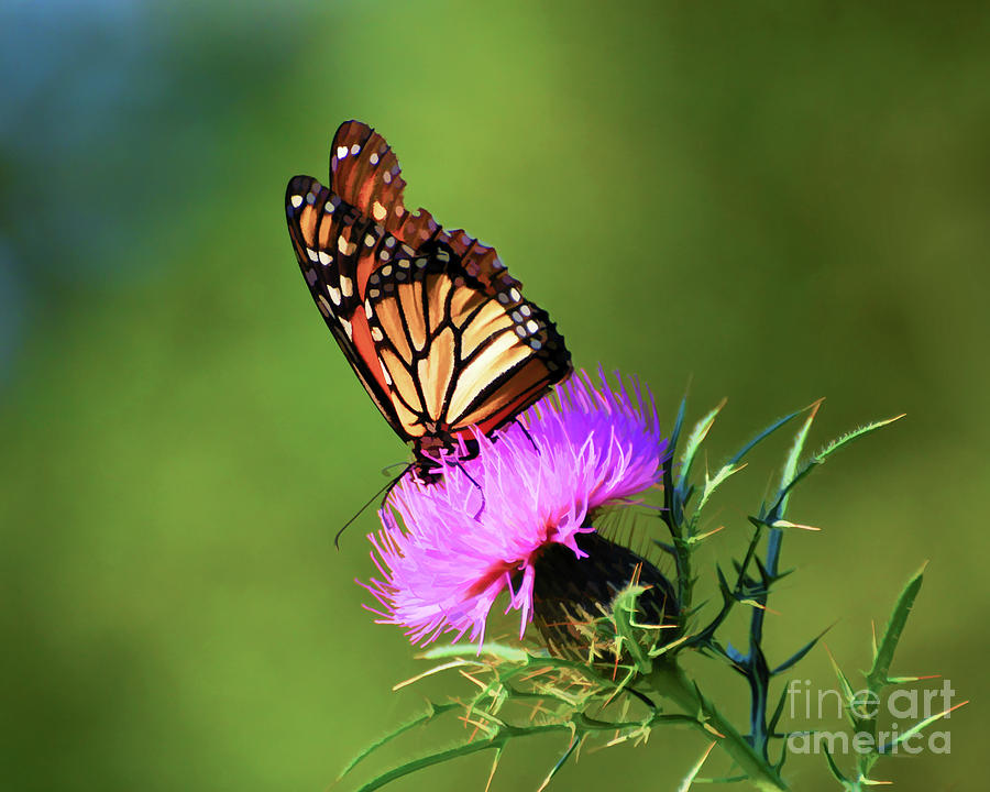 Monarch Butterfly on Thistle Photograph by Kerri Farley