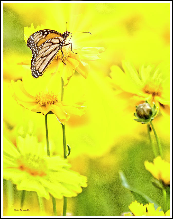 Monarch Butterfly on Tickseed Flowers Digital Art by A Macarthur Gurmankin