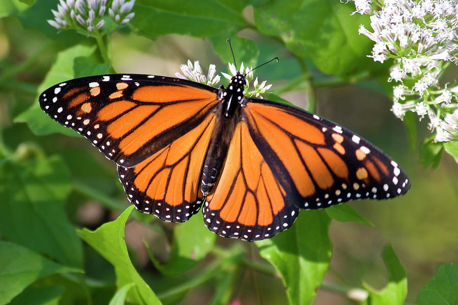 Monarch Butterfly on White Flowers Photograph by Jill Lang