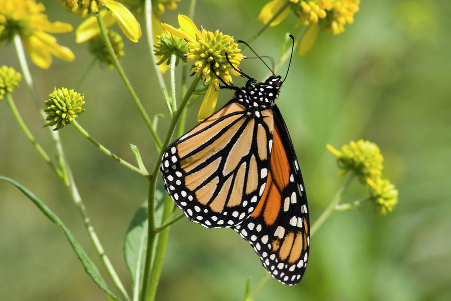 Monarch Butterfly On Wildflowers Photograph