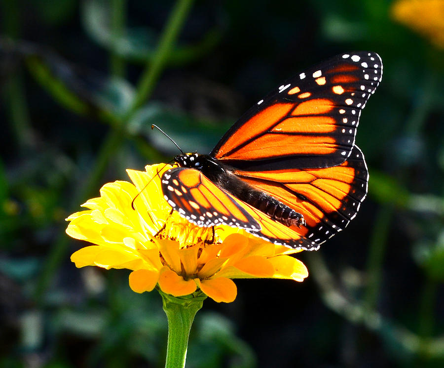 Monarch Butterfly on yellow flower Photograph by Reva Steenbergen | Pixels