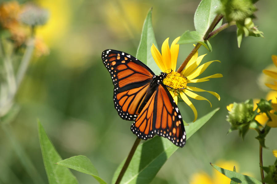 Monarch Butterfly on Yellow Flower Photograph by Richard Gregurich
