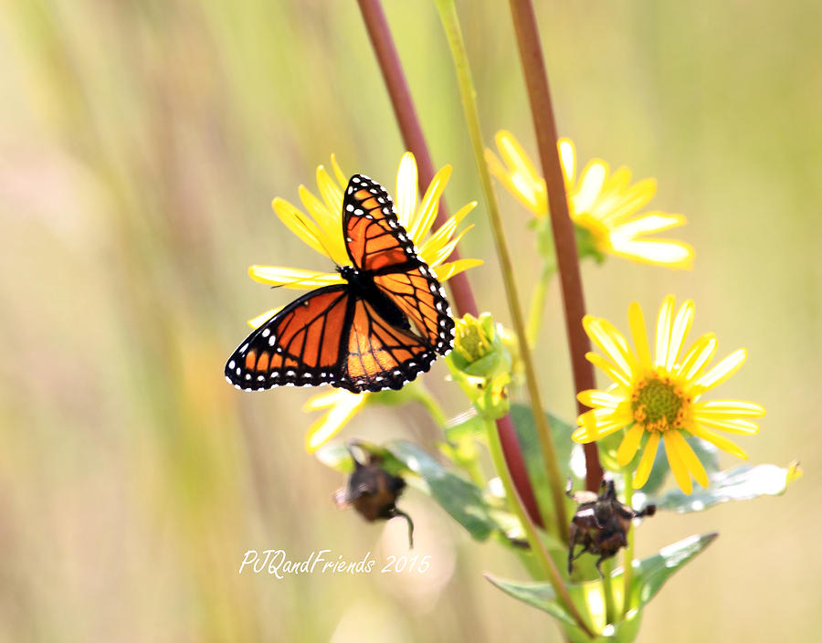 Monarch Butterfly on Yellow Photograph by PJQandFriends Photography