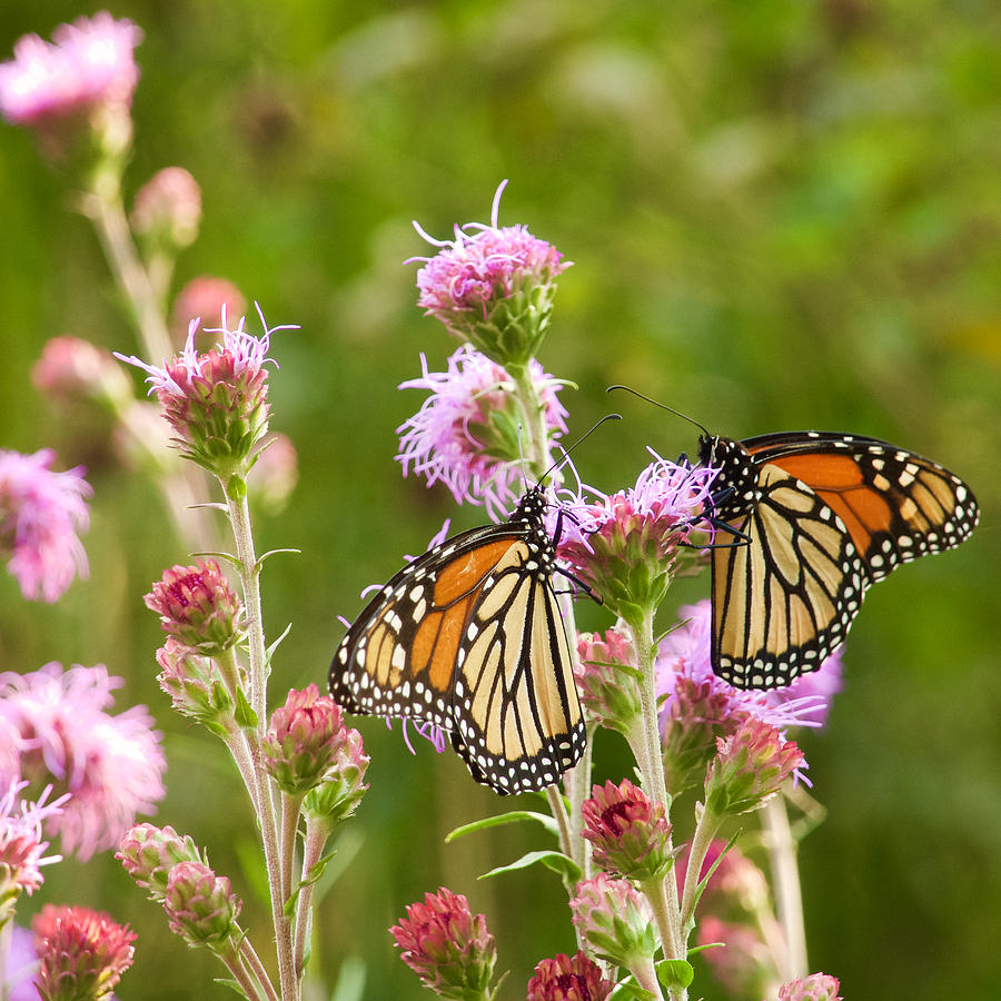 Monarch Butterfly Pair square format Photograph by Hermes Fine Art