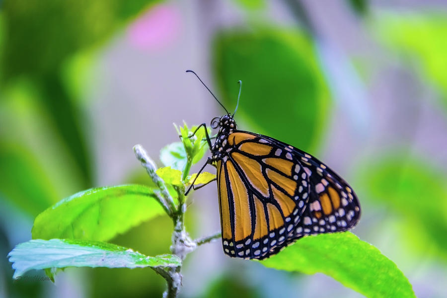 Monarch Butterfly Photograph by Pamela Williams