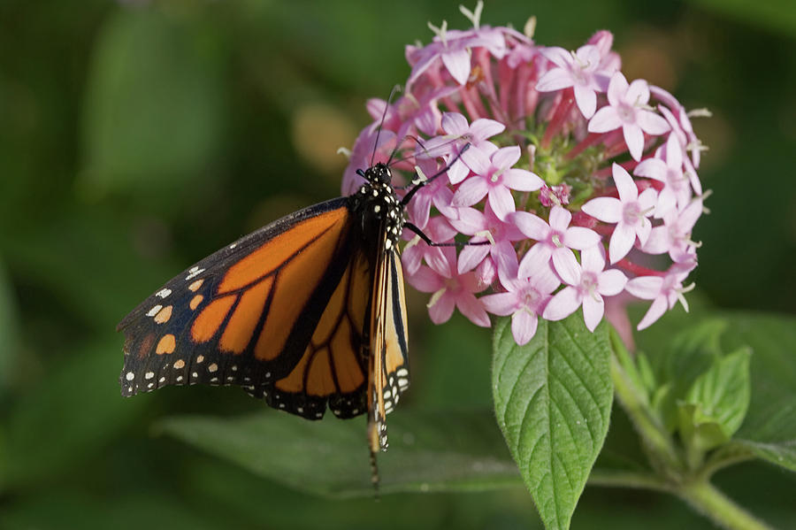 Monarch Butterfly Photograph by Patricia Murphy - Fine Art America