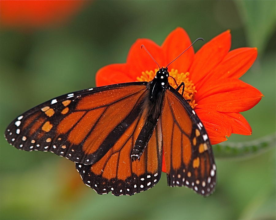 Monarch Butterfly Photograph by Peter Gray - Fine Art America