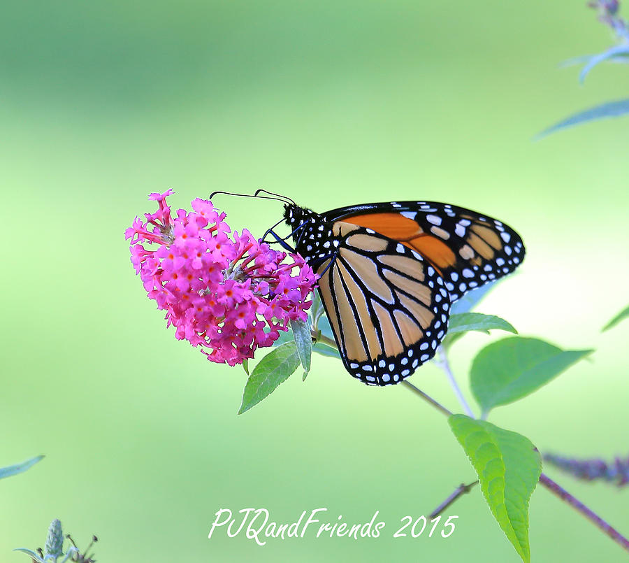 Monarch Butterfly Photograph by PJQandFriends Photography