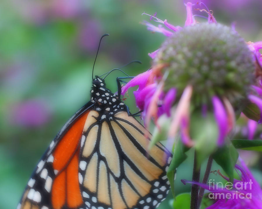 Monarch Butterfly Posing Photograph by Smilin Eyes Treasures
