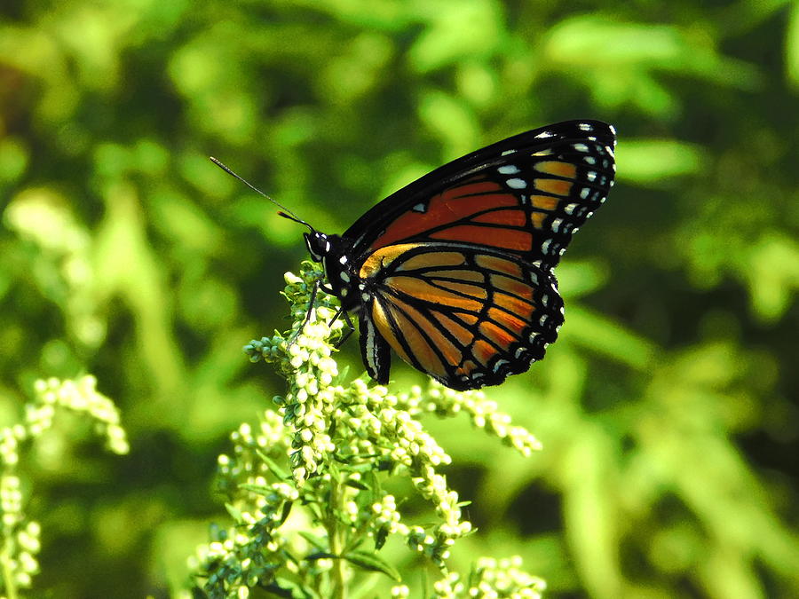 Monarch Butterfly Profile Photograph