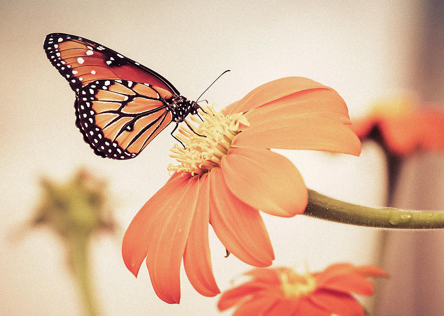 Monarch Butterfly Photograph by Rebekah Zivicki