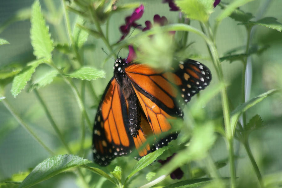 Monarch Butterfly Photograph by Richard Gregurich