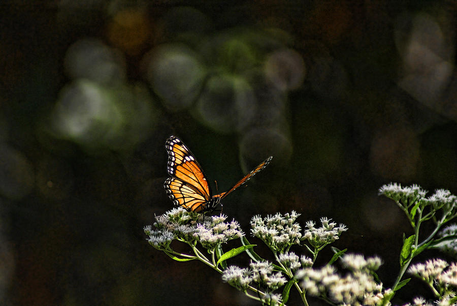 Butterfly Photograph - Monarch Butterfly by Rick Friedle