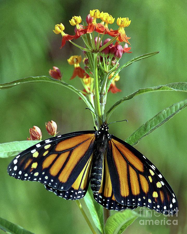 Monarch Butterfly Photograph By Robert Chaponot - Pixels